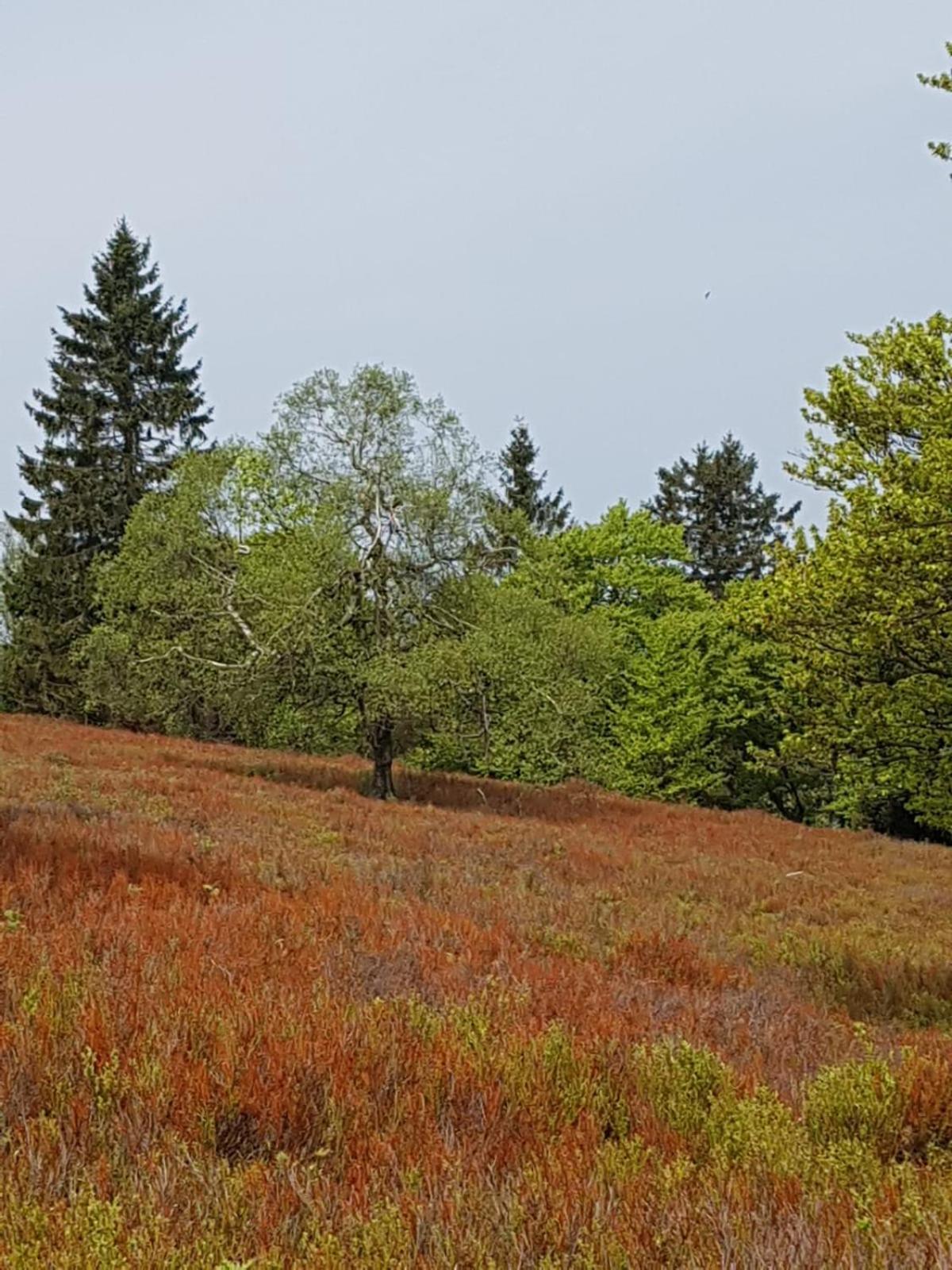 Ferienwohnung Mia Winterberg Bilik gambar